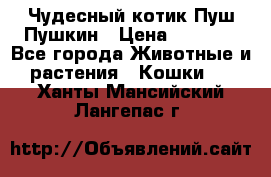 Чудесный котик Пуш-Пушкин › Цена ­ 1 200 - Все города Животные и растения » Кошки   . Ханты-Мансийский,Лангепас г.